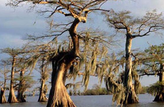 世界上最恐怖之地曼查克沼泽，幽灵沼泽吞噬三个村庄(视频)