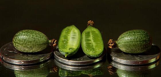 世界最小西瓜佩普基诺，长3厘米和葡萄一样大的迷你西瓜