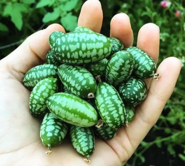 世界最小西瓜佩普基诺，长3厘米和葡萄一样大的迷你西瓜