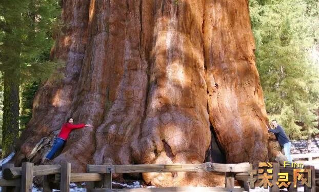 世界上最大的树是什么树，雪曼将军树高83.8米(图片)