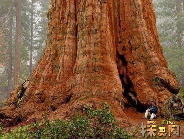 世界上最大的树是什么树，雪曼将军树高83.8米(图片)