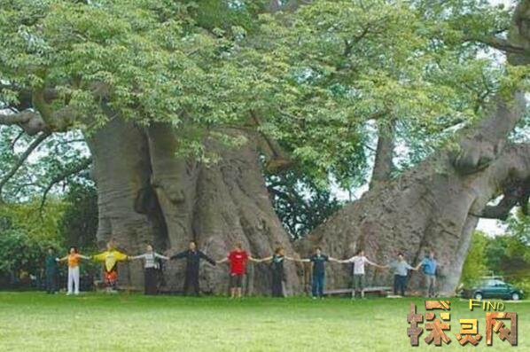 世界上最粗的树是什么树，百骑大栗树(直径17.5米/周长55米)