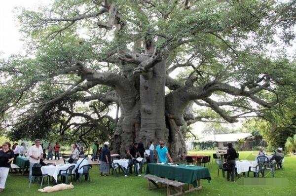 世界上最粗的树是什么树，百骑大栗树(直径17.5米/周长55米)