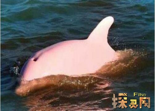 世界上最漂亮的海豚，粉红瓶鼻海豚全身粉色(极为稀少)
