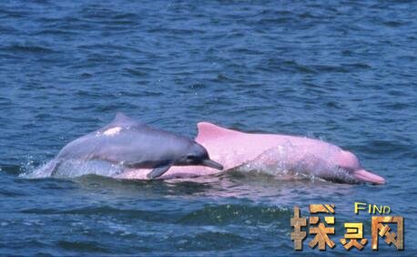 世界上最漂亮的海豚，粉红瓶鼻海豚全身粉色(极为稀少)