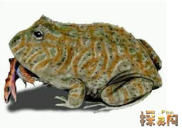 史上最大的青蛙，魔鬼蛙长度竟有1米(可吃恐龙幼崽)