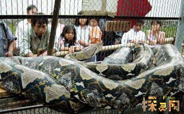 世界上最大的蛇97米不靠谱，吉尼斯纪录最长的蛇不过15米