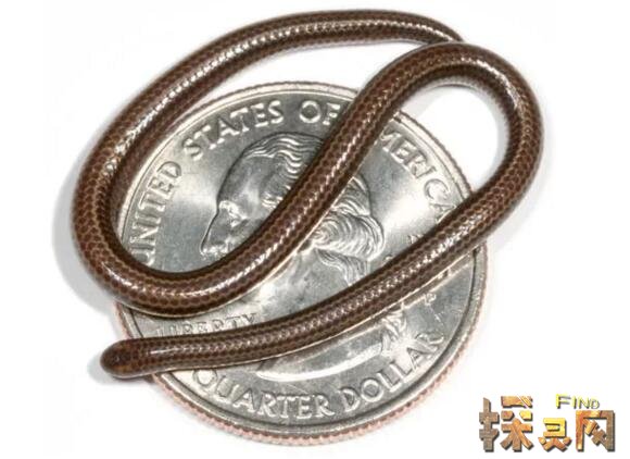 世界上最小的蛇是什么蛇，钩盲蛇体长6厘米堪比蚯蚓(图片)