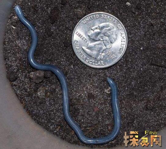 世界上最小的蛇是什么蛇，钩盲蛇体长6厘米堪比蚯蚓(图片)