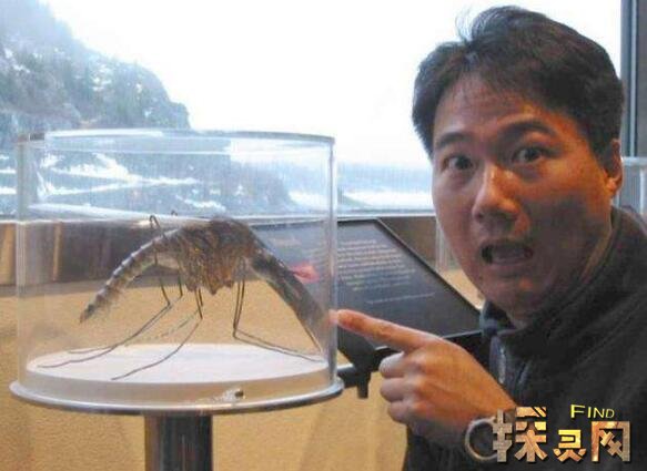 世界上最大的蚊子，远古巨蚊体长40厘米能吃人(图片)