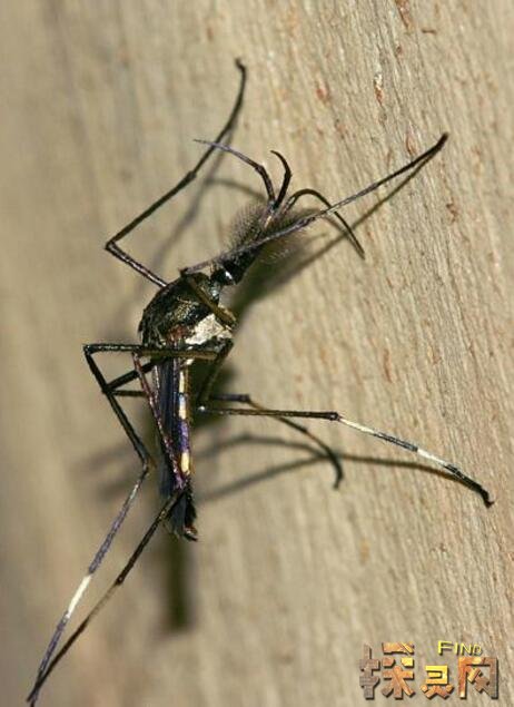 世界上最大的蚊子，远古巨蚊体长40厘米能吃人(图片)