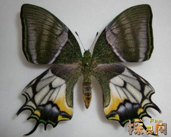 世界上最恐怖的蝴蝶，卡申夫鬼美人凤蝶图片曝光(传说碰见就死人)