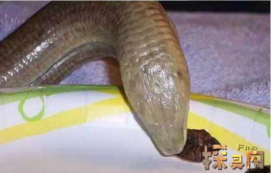 世界上最奇特的动物玻璃蛇，身体脆弱断掉数节也能活