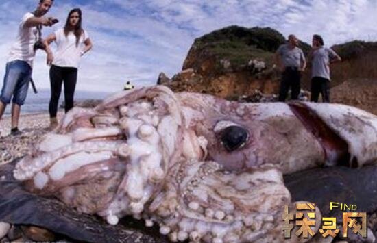 世界上最大的章鱼，北太平洋巨型章鱼能轻松干掉一头鲨鱼