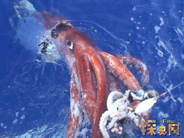 世界上最大的鱿鱼，巨型鱿鱼长10米重900斤(又称大王乌贼)