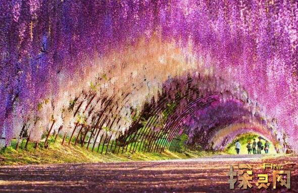 世界上最梦幻的隧道，日本紫藤花隧道恍若置身漫画世界中