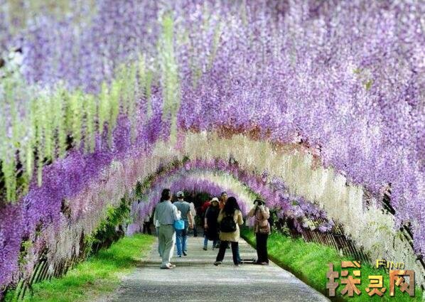 世界上最梦幻的隧道，日本紫藤花隧道恍若置身漫画世界中