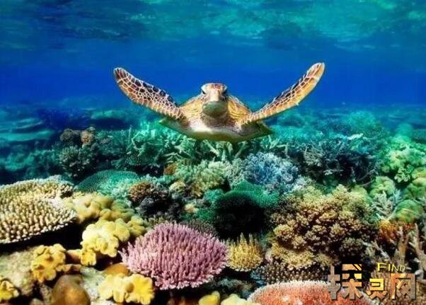 世界上最大的珊瑚礁，澳大利亚大堡礁是全球求婚成功率最高的地方