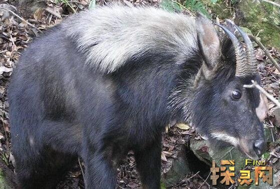 中国最可怕的原始森林，神农架或藏有野人和史前怪物