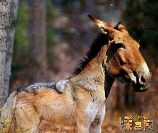 中国最可怕的原始森林，神农架或藏有野人和史前怪物