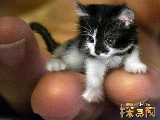 世界上最小的猫，新加坡猫体重仅为2公斤(娇小可爱)