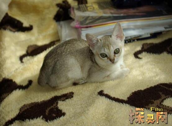 世界上最小的猫，新加坡猫体重仅为2公斤(娇小可爱)