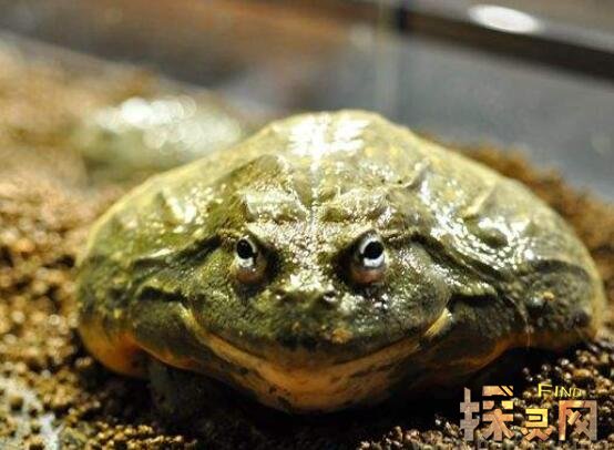 非洲牛箱头蛙有多大，体长为20厘米、体重为4斤(食欲大王)