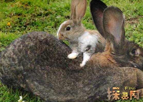 世界上最大的兔子，大流士兔子体长1.22米重45斤(如同七岁孩童大)
