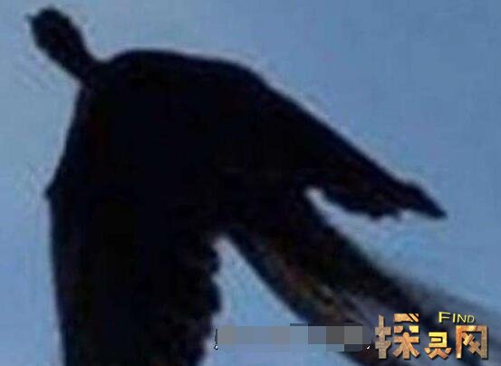 有人拍到远古凤凰真假，可能是世界最后一只凤凰(照片清晰)